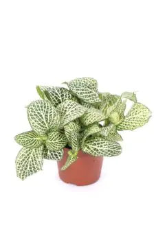 Fittonia (Nerve Plant)