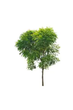 Azadirachta Indica (Neem Tree) Outdoor Plant – 1 Meter Overall Height (OH), 17 cm Pot