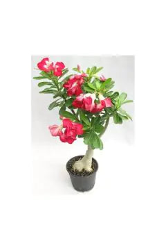 Adenium obesum | Outdoor Live Plant | 30–40 CM Height