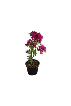 Bougainvillea – Outdoor Live Plant (40–50 cm)