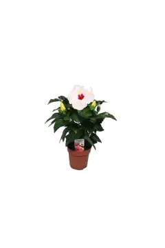 Hibiscus Rosa | Outdoor Live Plant