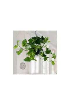 Money Plant | Epipremnum Hanging Indoor Live Plant (30 cm height)