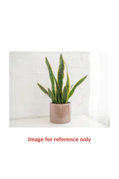 Snake Plant | Indoor Live Plant (30–40 cm height)