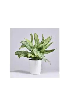 Aglaonema Silver | Indoor Live Plant | 30-40 CM Height