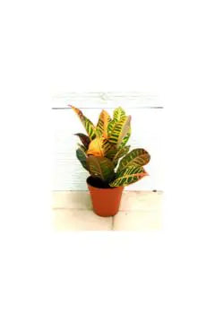 Codeium Croton | Indoor Live Plant | 30-40 CM Height