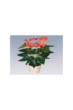 Flamingo Lily (Anthurium) Indoor Live Plant (40-50 CM Height)