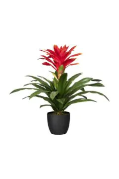 Guzmania Indoor Live Plant