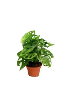Monstera indoor plant