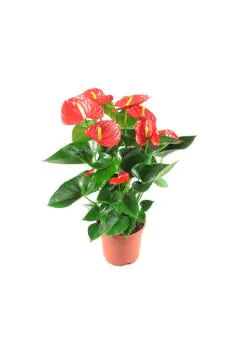 Flamingo Lily/Fluer | Anthurium Indoor Live Plant | 60-65 CM Heigh