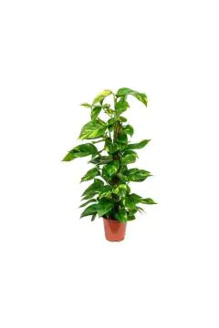 Money Plant | Epipremnum Moss Stick Indoor Live Plant | 60 CM Height