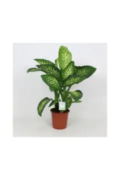 Dieffenbachia Tropic Snow | Indoor Live Plant
