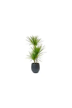 Dracaena Marginata | Indoor Live Plant