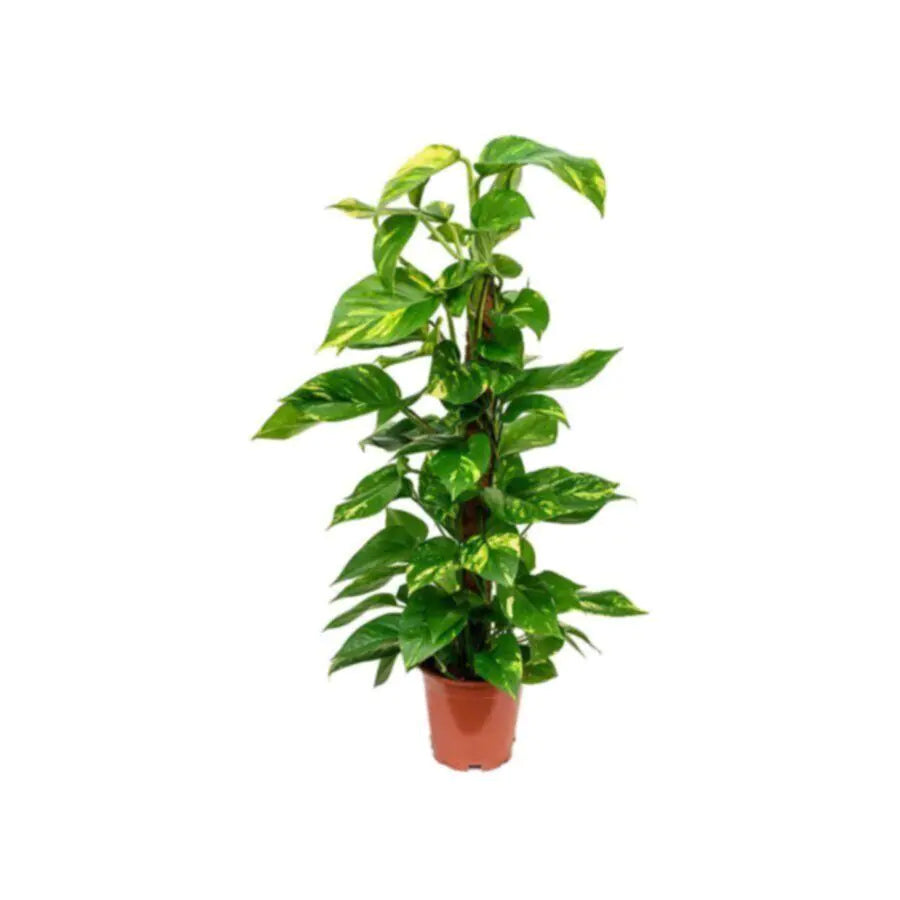 Money Plant | Epipremnum Moss Stick Indoor Live Plant 80 CM Height