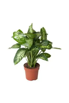 Dieffenbachia Tropic Snow
