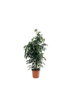 Ficus Benjamina