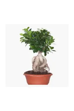 Ficus / Weeping Fig
