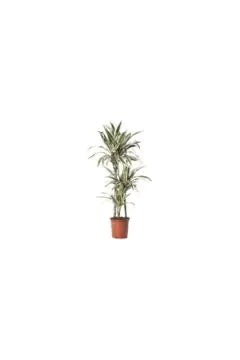 Dracaena Warnecki