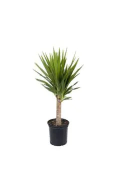 Yucca | Indoor Live Plant | 100-110 CM Height