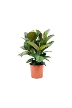 Ficus Elastica Robusta | Indoor Live Plant | 70–80 CM Height