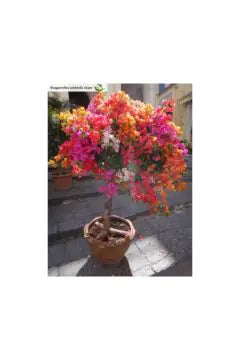 Bougainvillea | Outdoor Live Plant | 1 MT Height | Umbrella Form
