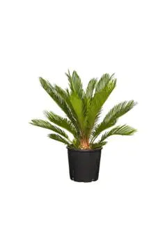 Cycas Revoluta | Outdoor Plant | 15–20 CM Trunk