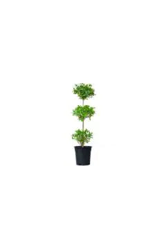 Rubber Plant | Ficus Panda Outdoor Live Plant – 3 Head