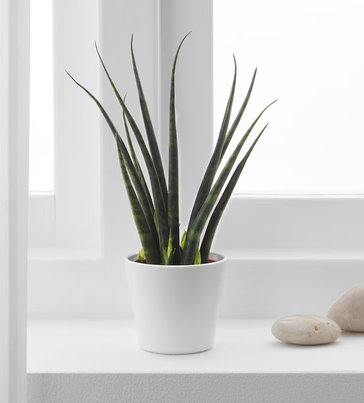 Senseveria (snake Plant ) 3 Plant/pot