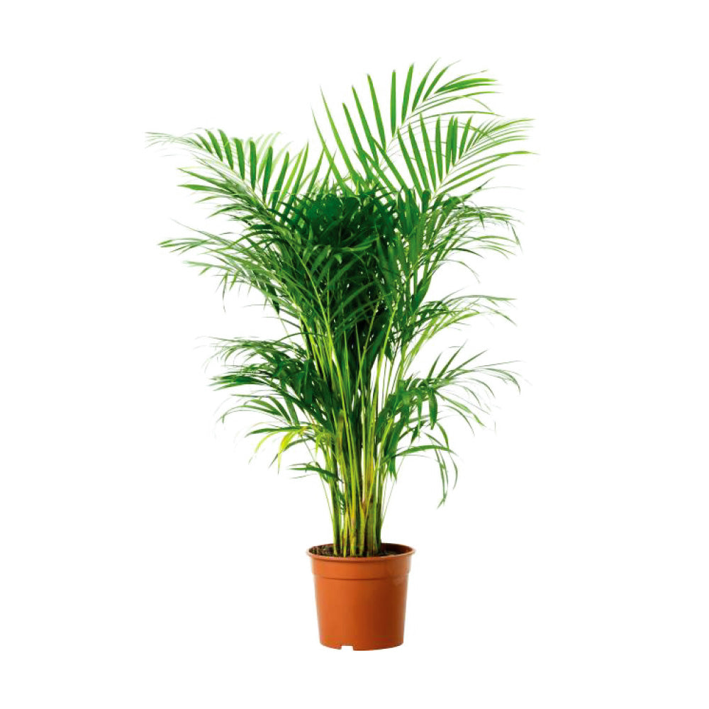 Areca Palm 100cm