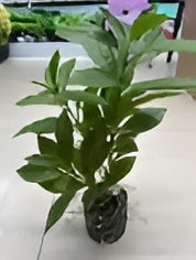 ID-AP46 Artificial Plant