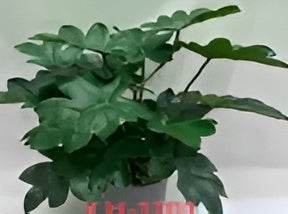 ID-AP47 Artificial Plant