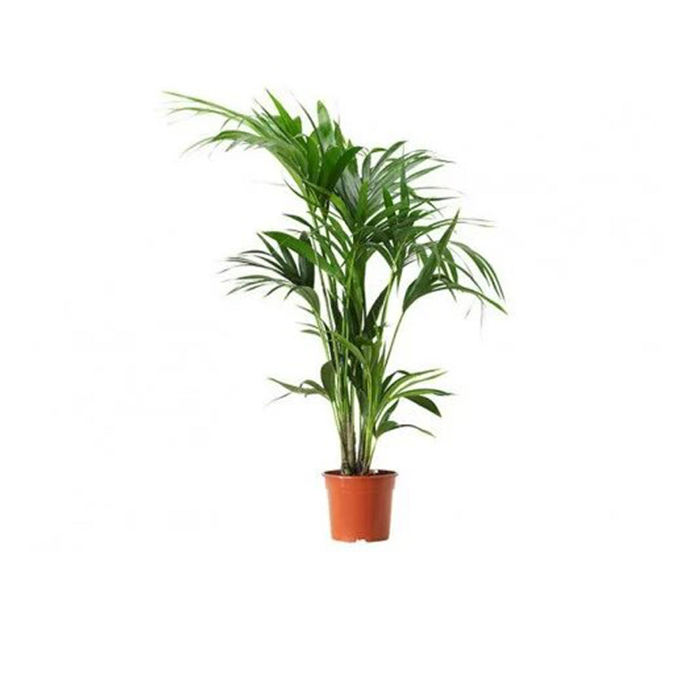 Kentia Palm