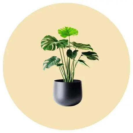 Artificial Plants BuyonBudget
