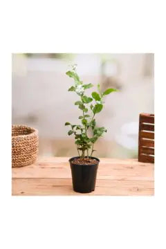 Jasminum sambac | Outdoor Live Plant | 40 cm Height