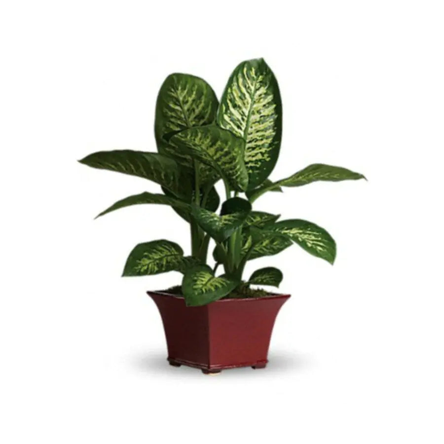 Dieffenbachia | Indoor Flowering Live Plant