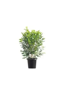 Murraya Paniculata | Outdoor Live Plant