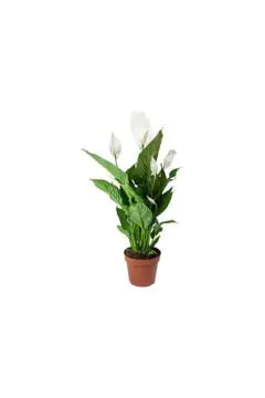 Peace Lily (Spathiphyllum) – Indoor Live Flowering Plant