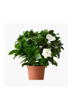 Gardenia jasminoides | Outdoor Live Plant | 30–40 cm Height