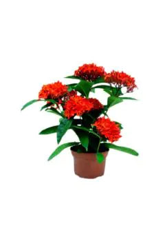 Ixora Outdoor Live Plant | 50-60 CM Height
