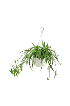 Spider Plant (Chlorophytum) Hanging Live Indoor Plant