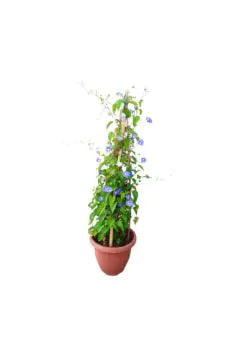 Jacquemontia Violacea outdoor plant