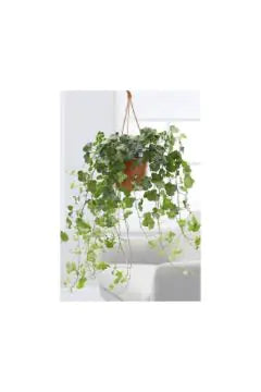 English Ivy | Hedera Helix | Hanging Indoor Live Plant | 40-50 CM Height