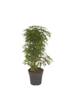 Schefflera | Indoor Live Plant | 80-100 cm Height