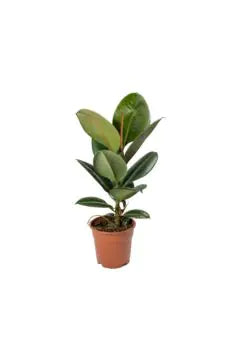 🌿 Ficus Elastica 'Robusta' – Indoor Live Plant (80–90 CM Height)