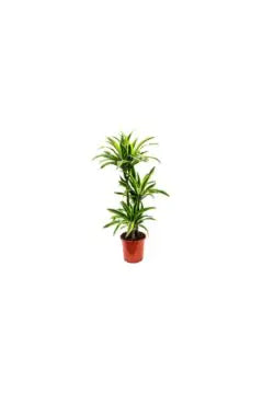 Dracaena Lemon Lime plant