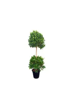 Rubber Plant | Ficus Panda Outdoor Plant 2 Head |1.2 MT Height