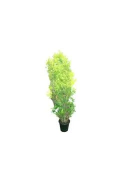 Rubber Plant | Ficus Panda Outdoor Plant – Cone Shape | 1.5 MT Height