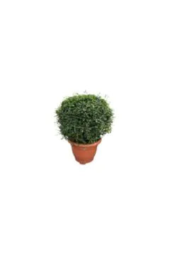 Ehretia macrophylla Cone Shape, Outdoor Live Plant, 1.5 m Height