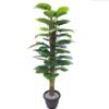 Green Plants for Home Decoration