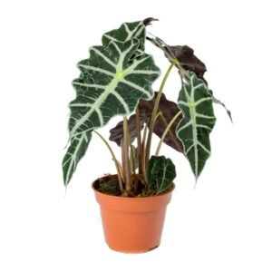 Alocasia fresh plant