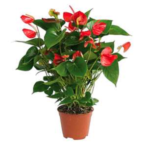 Anthurium fresh plant